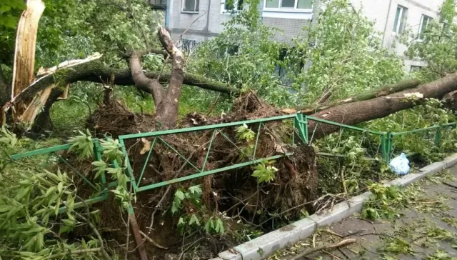 Из-за упавших деревьев в Центральной России пострадало 5 человек