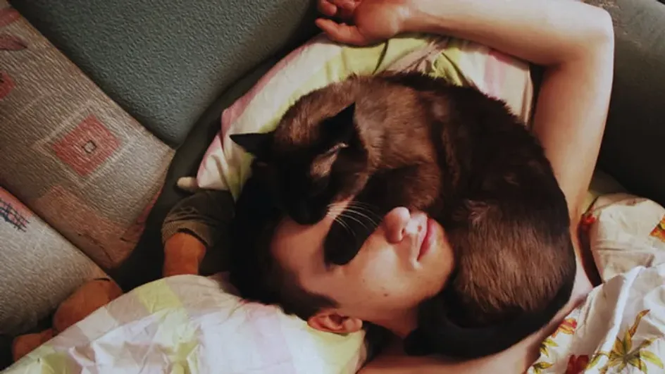 Ученые выяснили, почему люди плохо понимают своих кошек Ученые выяснили, почему люди плохо понимают своих кошек