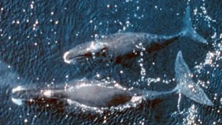 Пассажиры круизного лайнера полюбовались редчайшим скоплением тысячи китов