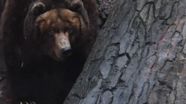 Роспотребнадзор сообщил, что у отравившихся медвежатиной в Забайкальском крае выявлен трихинеллез