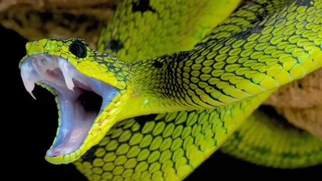 Cell: Ученые провели анализ ДНК и выяснили, почему змеи стали безногими