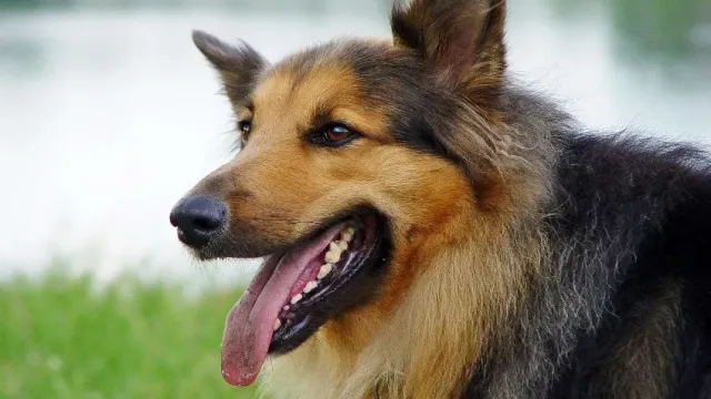 Кинолог рассказал о самых частых стоматологических проблемах у собак