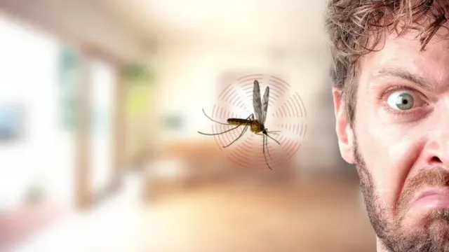 Стало известно, что в России есть комары, переносящие малярию