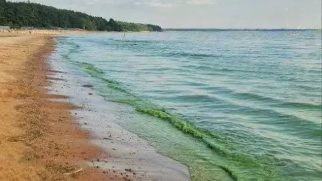 Росприроднадзор объяснил жарой зеленый цвет воды в Финском заливе