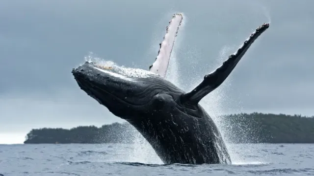Депутат из Хабаровского края Максим Кочергин таранил катером краснокнижных китов