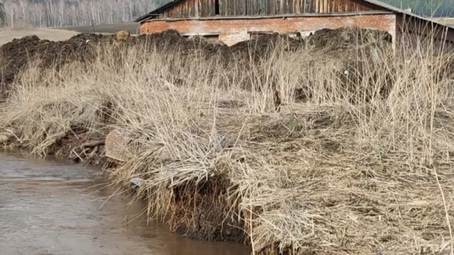 Фермерское хозяйство в Красноярском крае утопило берег местной реки в трупах телят и навозе