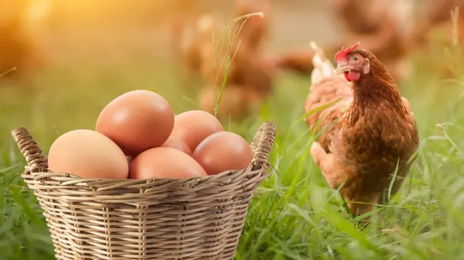 PT: в Британии нашли ответ на вопрос, что было раньше — курица или яйцо