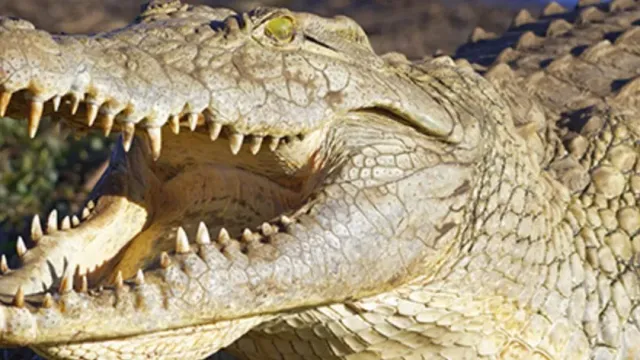 В Австралии крокодил напал на двух собак на пляже, утащил одну под воду и попал на видео