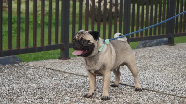 Названы породы собак, склонные к солнечным ударам