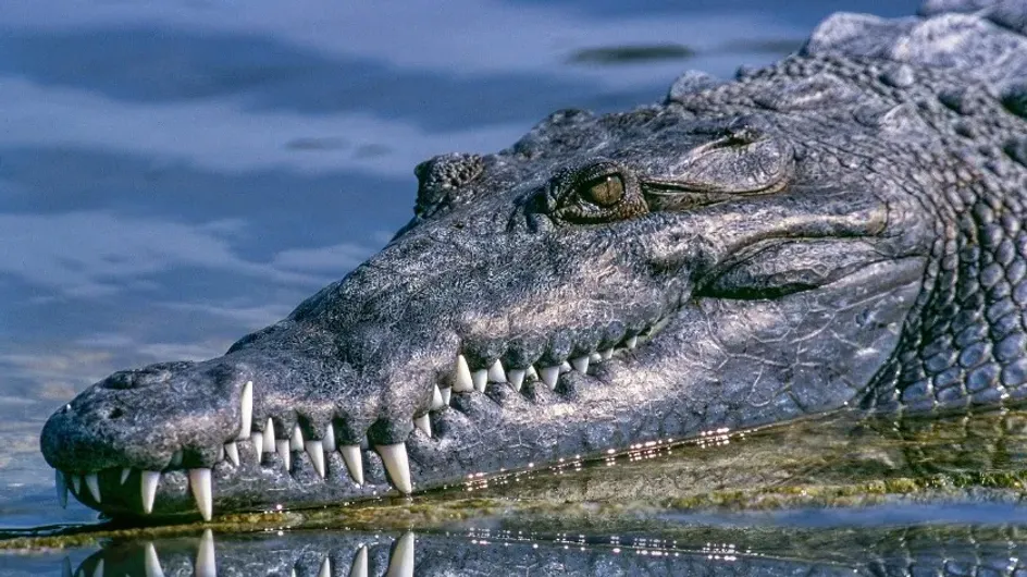 Австралиец укусил крокодила и смог спасти себе жизнь