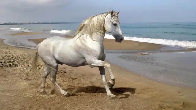 В Анапе лошадь чуть не убила 8-летнего ребёнка, который шёл с мамой с пляжа