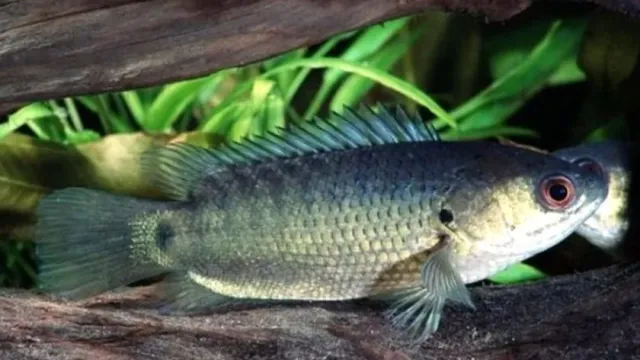 РИАН: Исследователями развеяны мифы вокруг одной из самых загадочных рыб анабаса
