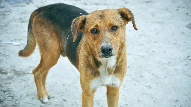РИА Новости: в одном из хуторов под Анапой нашли трупы чипированных собак