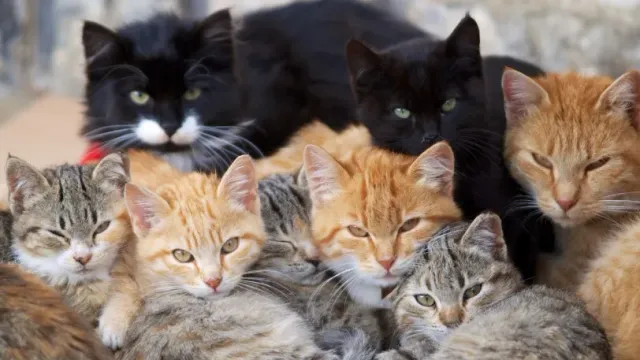 В Кемерове 20 запертых в квартире кошек в течение месяца питались телом умершей хозяйки