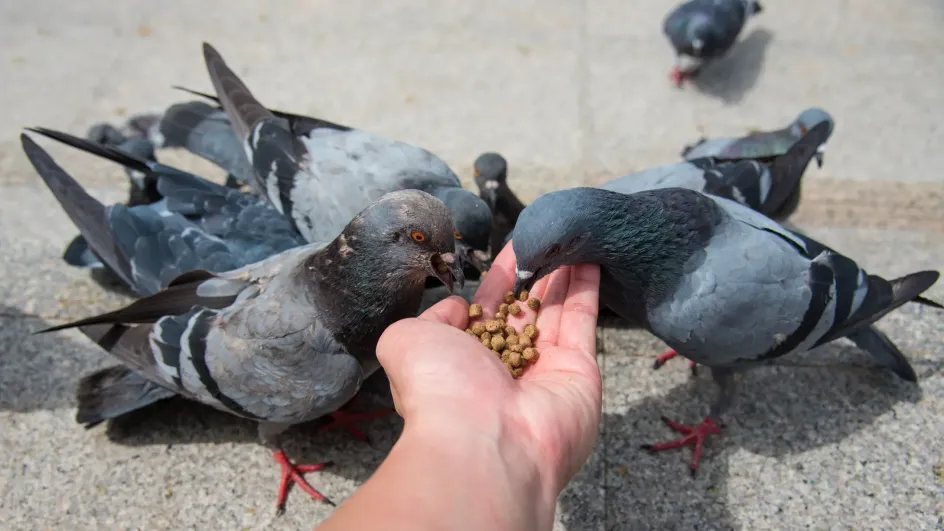 Россиян предупредили о штрафах за кормление голубей
