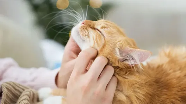 Ученые нашли связь между наличием кошки и шизофренией