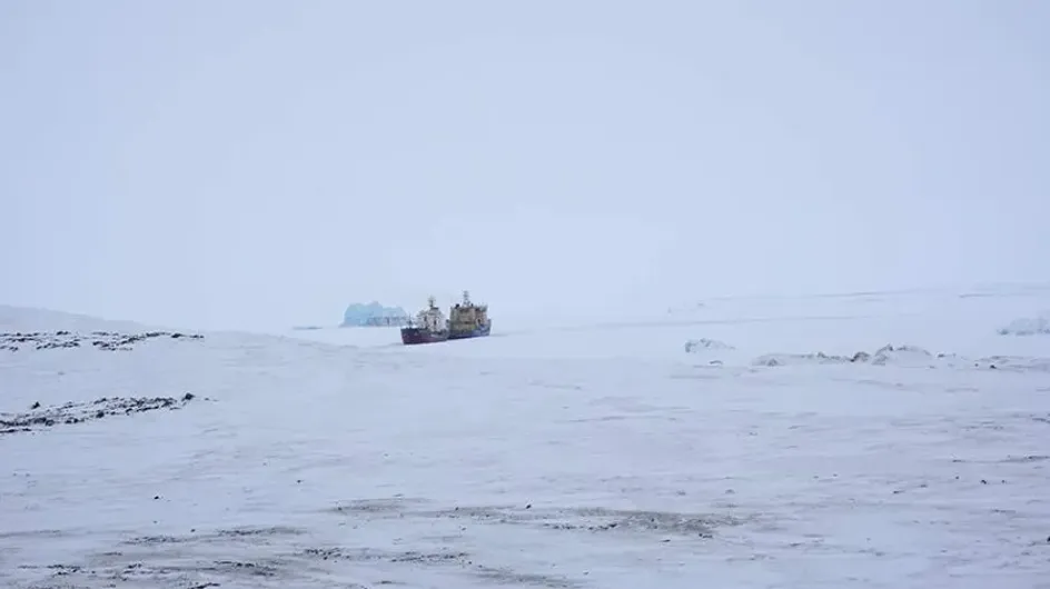 Биолог Стейнер призвал США отозвать свои претензии на шельф в Арктике