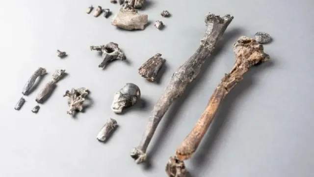 Палеоантропологами из США найдены новые доказательства каннибализма среди древних людей