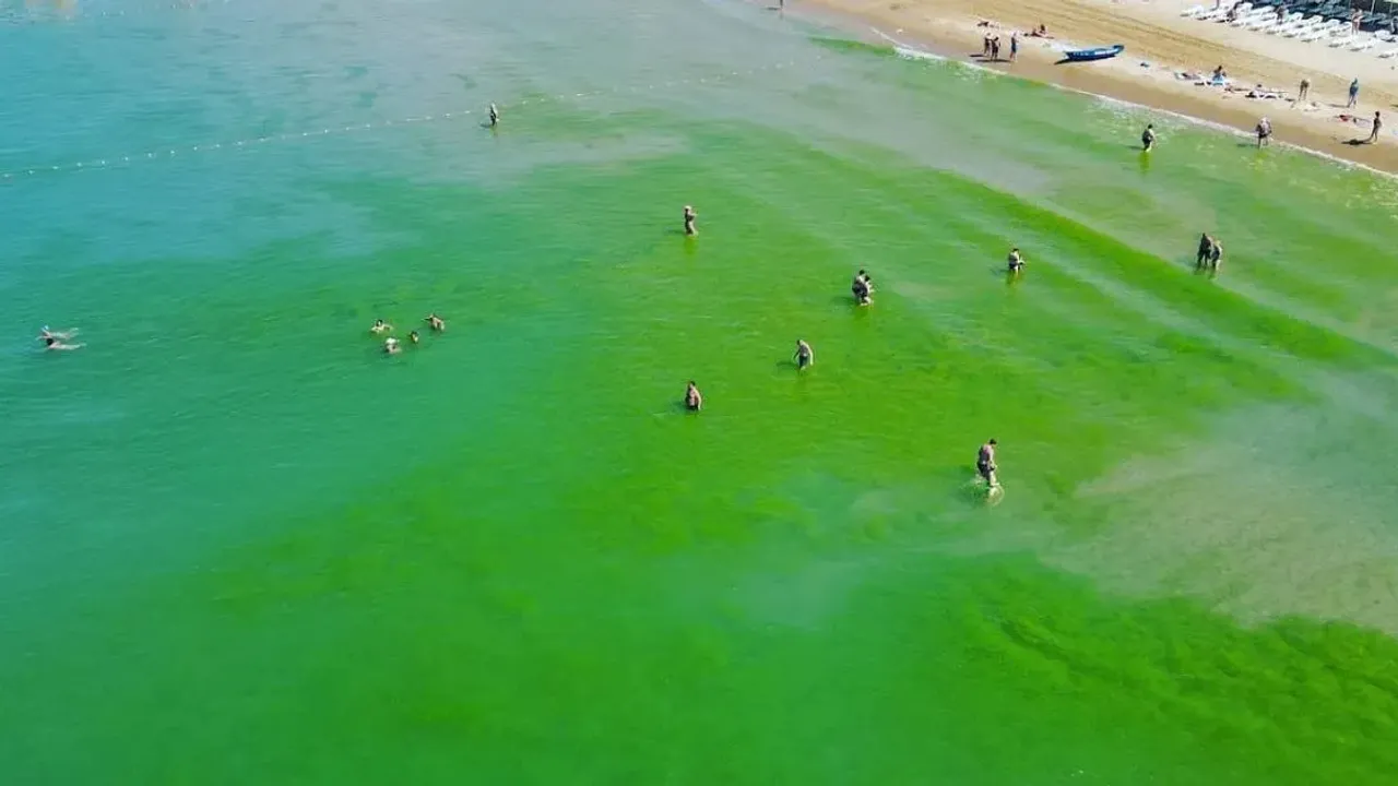 Анапа витязево море цветет 2021. Цветение моря в анапе. Джемете море цветет. Цветение моря витязево анапа. Цветение водорослей в анапе.
