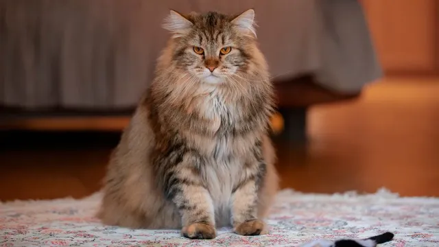 Назван секрет способности кошек всегда приземляться на лапы