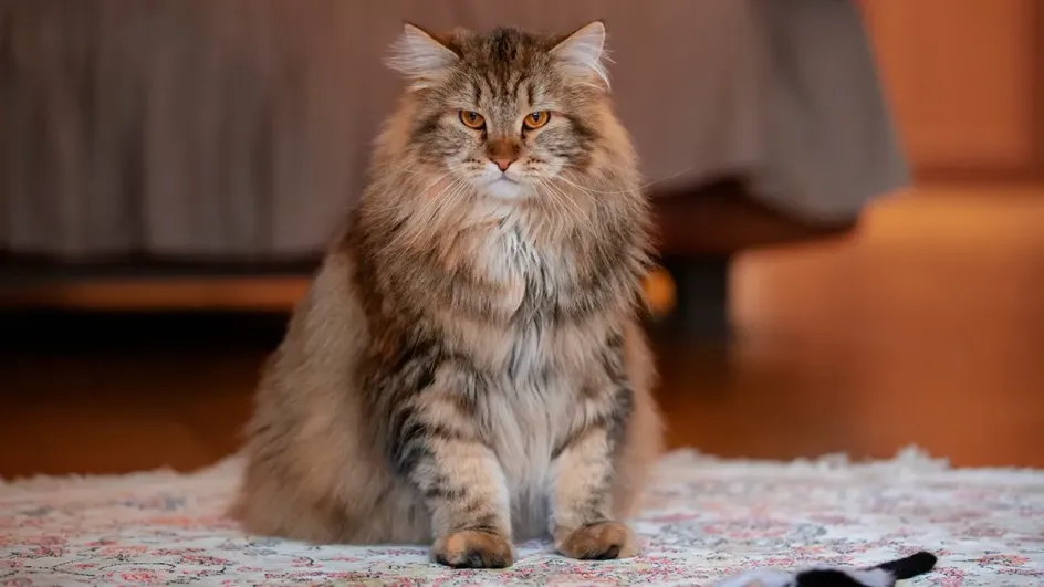 Назван секрет способности кошек всегда приземляться на лапы