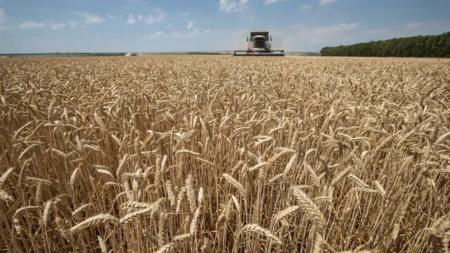 Горячая новость | Пошлина на экспорт пшеницы из РФ с 3 июля снизится на 27%