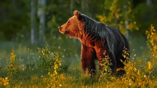 В Магадане медведь убил мужчину