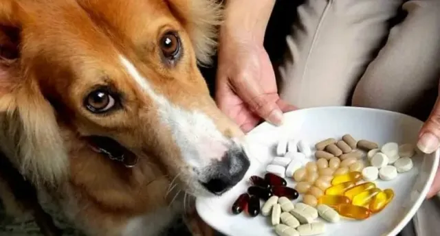 Президент РКФ Владимир Голубев рассказал об опасности аптечных витаминов для собак