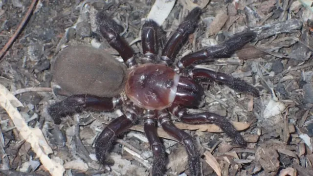 ABC News: в Австралии нашли неизвестного гигантского паука длиной более 20 см