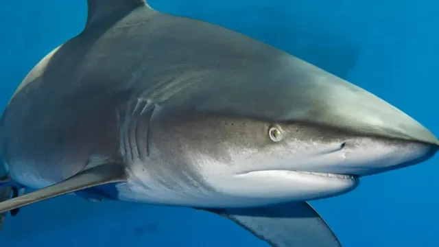В Мексике при нападении акулы погибла женщина-туристка