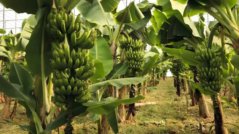"Минсельхоз": В Казахстане научились выращивать бананы в промышленных объемах