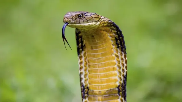 Кобра укусила любителя змей в Индии. Мужчина скончался от укуса