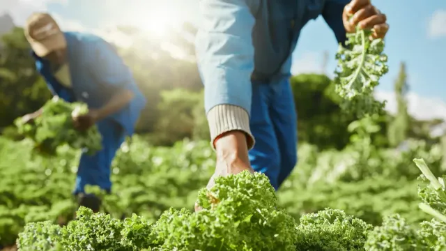 Молодые россияне бросают работу в офисе ради фермерства