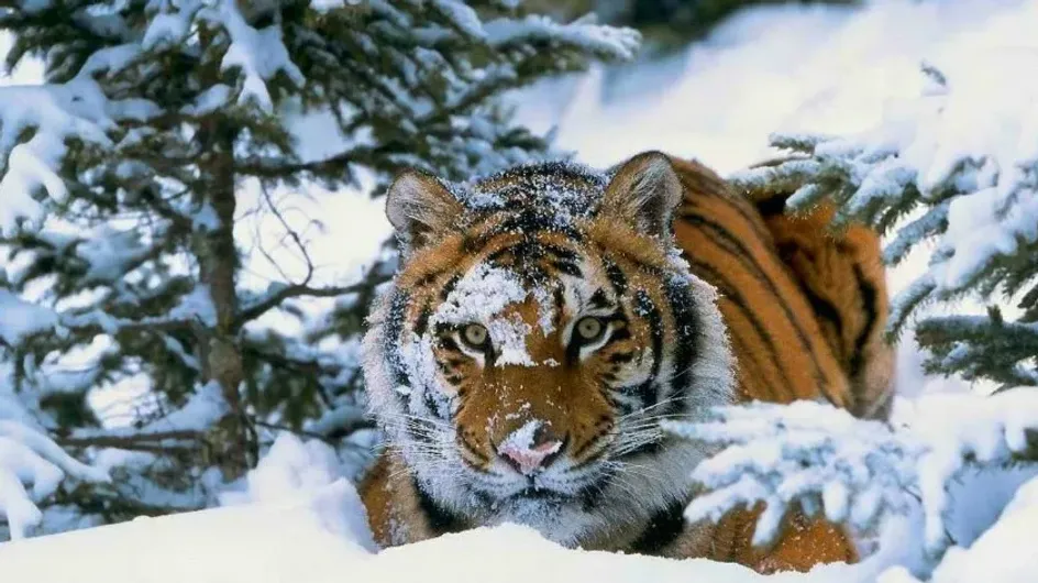 Mash: тигр терроризирует жителей Приморского края