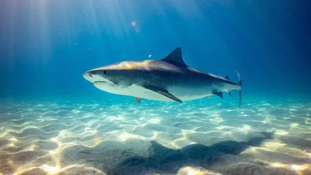 Gismeteo: Во Флориде в США акула появилась прямо среди отдыхающих у берега