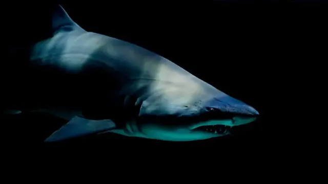 Учёными в РФ разработан прибор для отпугивания акул с помощью звуковой «ударной волны»