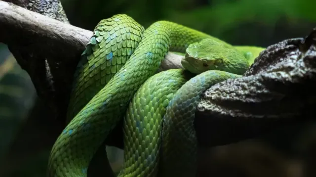 Zootaxa: биологами обнаружен опасный для людей вид змей с раздвоенным пенисом