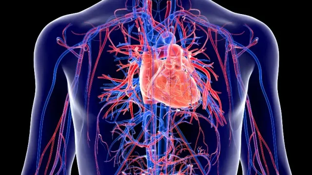 «РГ.РУ»: Ученые сообщили, что сдвиг приема пищи на час губит сосуды и сердце