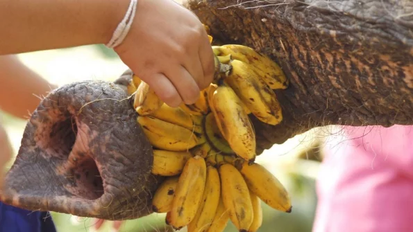 Слониха в Берлине научилась сама чистить бананы