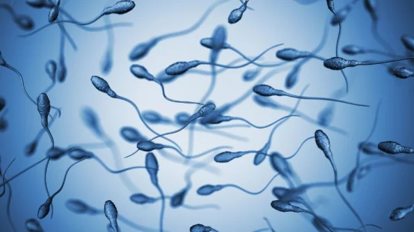 Nature: новым способом мужской контрацепции может стать отключение одного гена