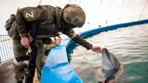 Боевые дельфины встали на защиту Севастополя от украинских диверсантов