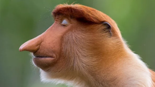 Ученым удалось установить связь между размерами носа и объемом мозга