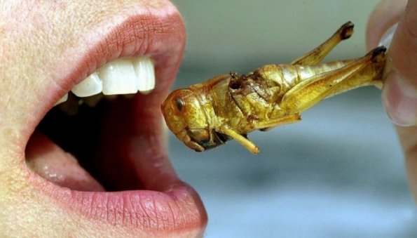 Жители ЕС взбунтовались после предложения властей есть насекомых