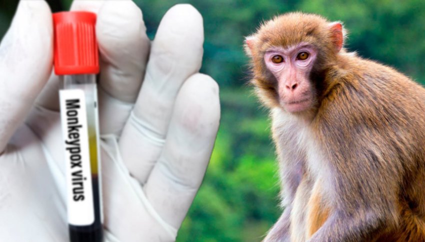 ВОЗ сообщает, что обезьяны не виноваты во спышке обезьяньей оспы
