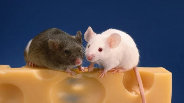 Японские учёные создали вакцину, победившую болезнь Альцгеймера у мышей