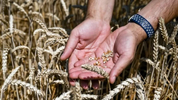 Захарова обвинила США в прекращении договоренностей по зерновой сделке