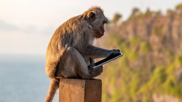 На Филиппинах обезьяна отняла телефон у женщины и сняла её на видео