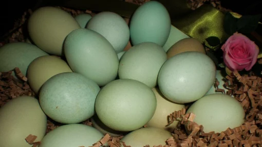Птицеводы Новосибирска продают зелёные яйца от чёрных кур редкой породы