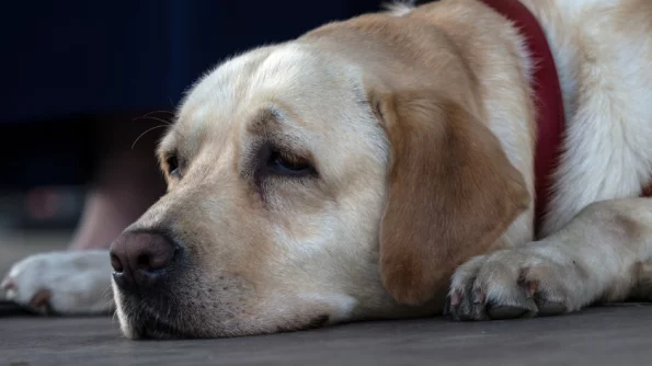 SCMP: в Китае верный пес, который спас хозяина, не выдержал с ним разлуки и умер