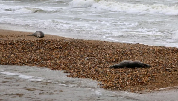 Около 700 мёртвых тюленей обнаружено на побережье Каспийского моря